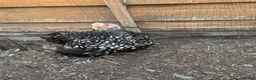Chickens poultry for sale: Selection of Pekin Bantam and mixed breed chickens - Advert 1