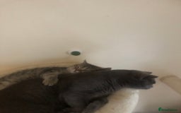 British Shorthair cats for sale: Coco and Layla  - Image 7