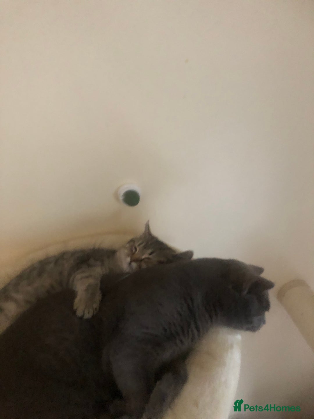 British Shorthair cats for sale: Coco and Layla  - Image 7