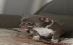 Chihuahua dogs for sale: Ready now ***Lilac girls - Image 26