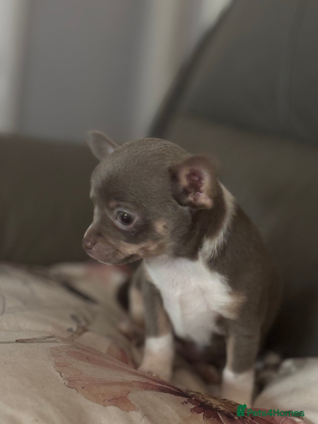 Chihuahua dogs for sale: Ready now ***Lilac girls - Image 26
