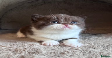 British Shorthair cats - Advert 8