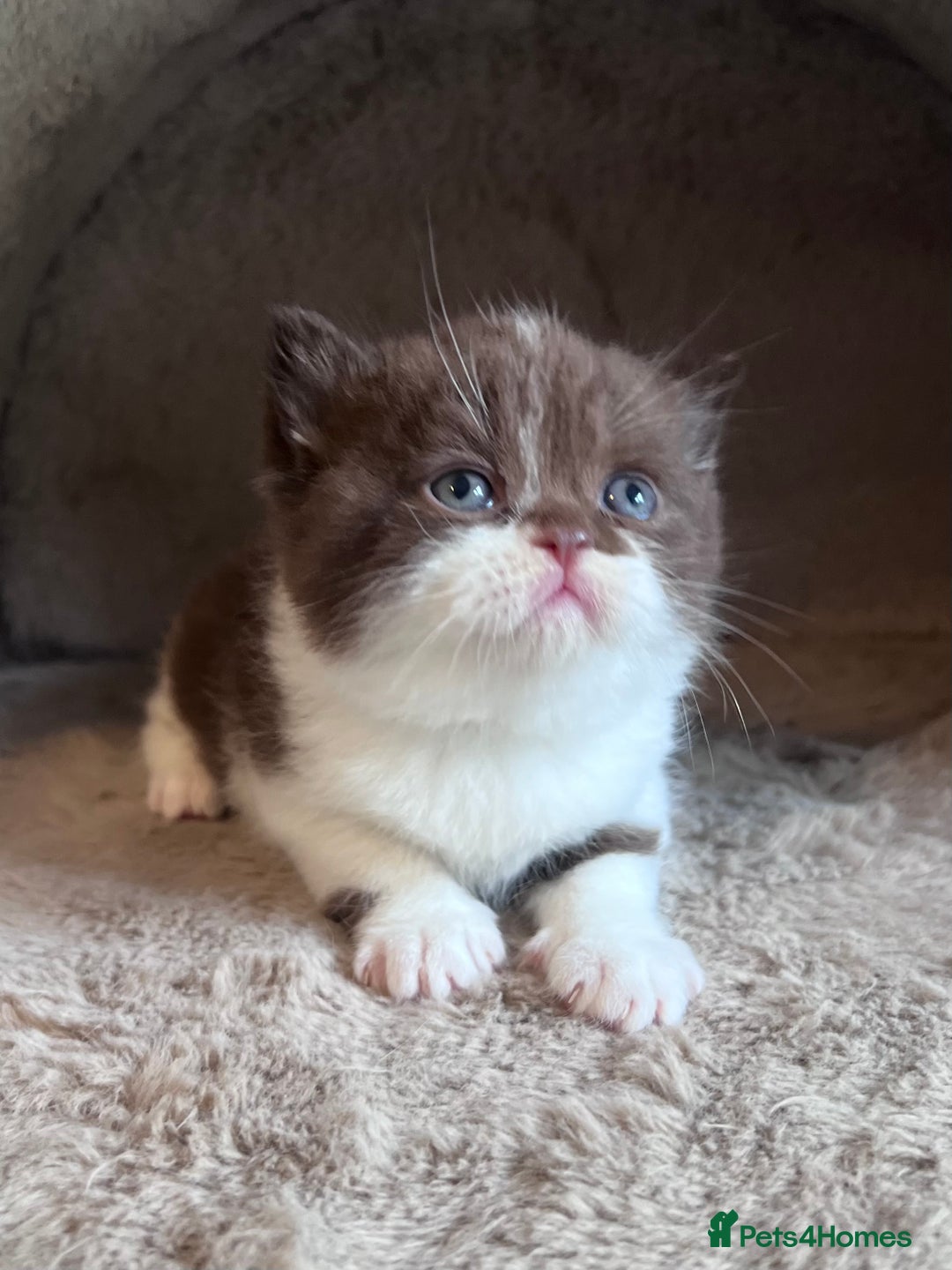 British Shorthair cats for sale: Champion lines bi colour cinnamon kittens  - Image 3