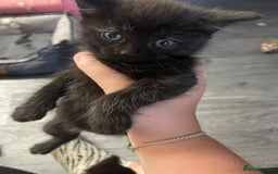 Mixed Breed cats for sale: 1 male still available  in Witney - Image 22
