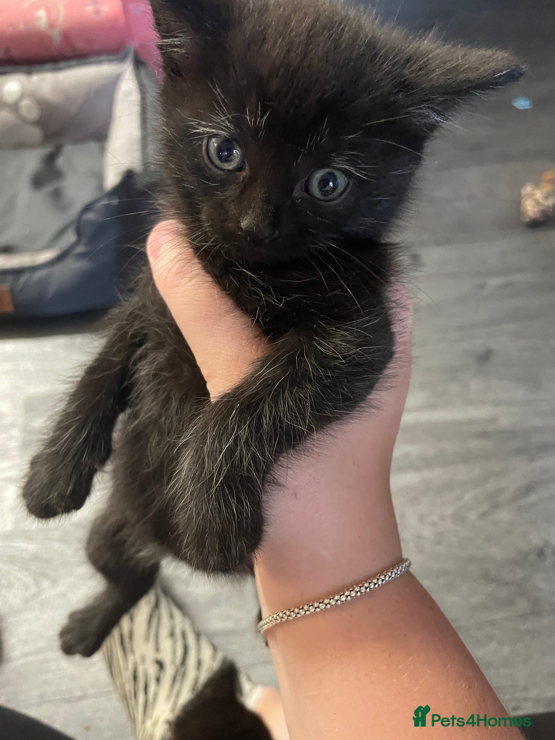 Mixed Breed cats for sale: 1 male still available  in Witney - Image 22