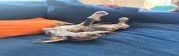 Mixed Breed dogs for sale: Whippet x cockapoo  - Advert 4