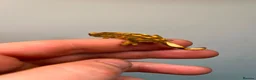 Gecko reptiles for sale: Crested and chahouas geckos - Advert 8