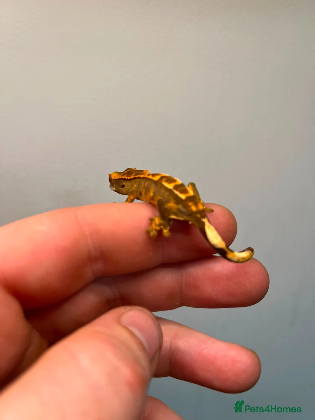 Gecko reptiles for sale: Crested and chahouas geckos - Advert 8