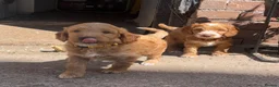 Cockapoo dogs for sale: Healthy, Confident, Golden Cockapoos - Advert 14