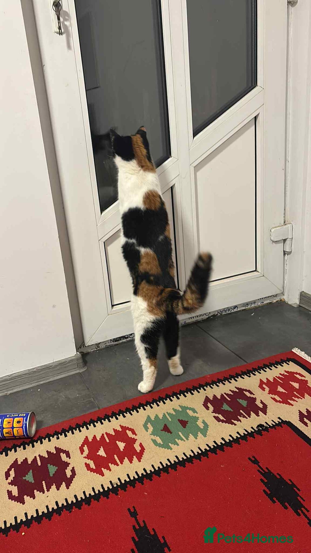 Mixed Breed cats for adoption: Carmen for adoption - Advert 6