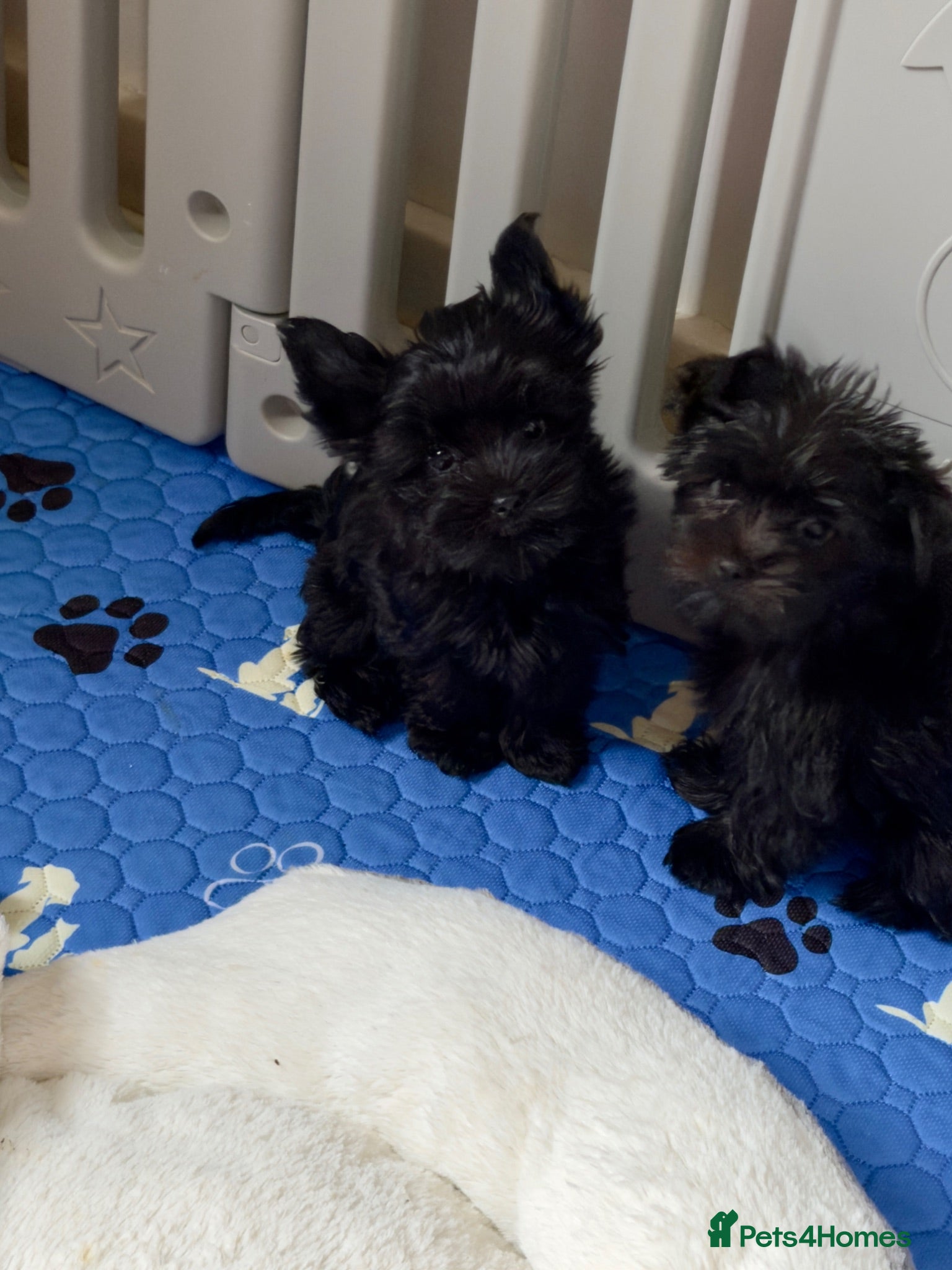 Yorkshire Terrier dogs Rare Chocolate-Gene Yorkshire Terrier Girls–Ready  - Advert 4
