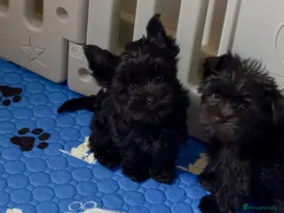 Yorkshire Terrier dogs Rare Chocolate-Gene Yorkshire Terrier Girls–Ready - Advert 4