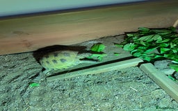Tortoise reptiles for sale: Horsefield Tortoise - Full Set Up Included - Image 4