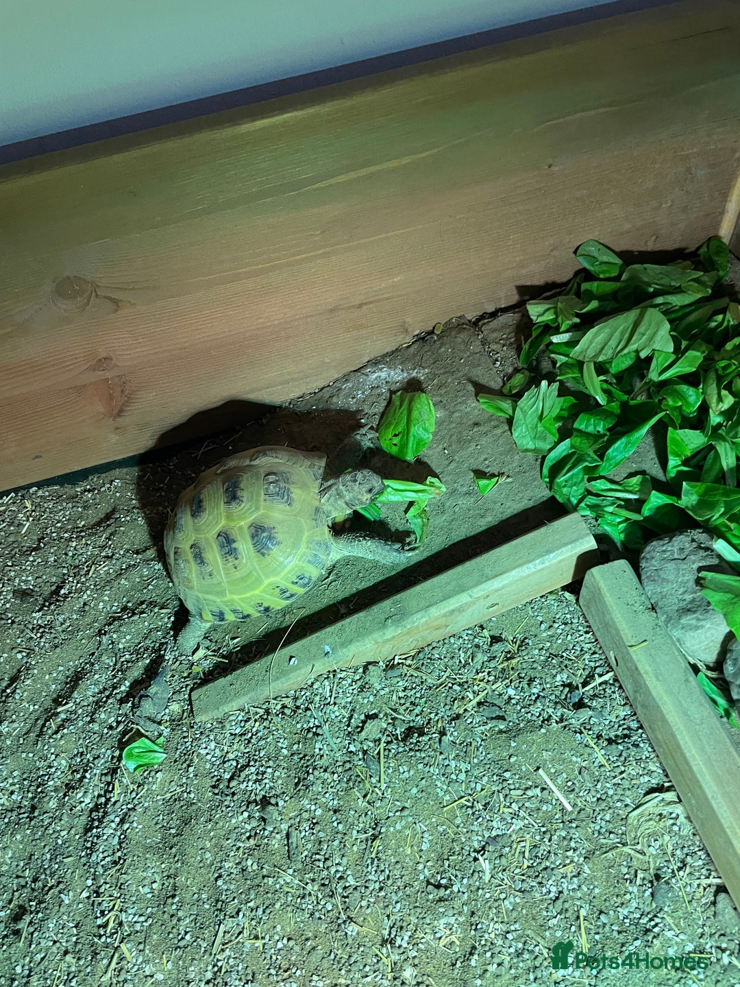 Tortoise reptiles for sale: Horsefield Tortoise - Full Set Up Included - Image 4
