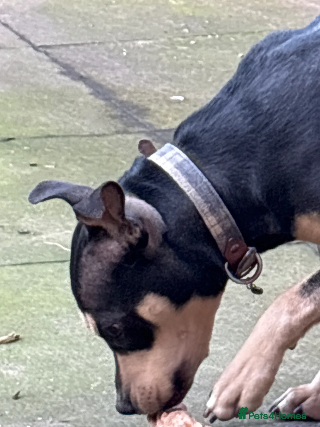 Mixed Breed dogs for sale: Mixed breed girl  - Advert 3