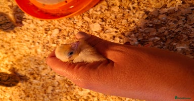 Quail poultry - Advert 12