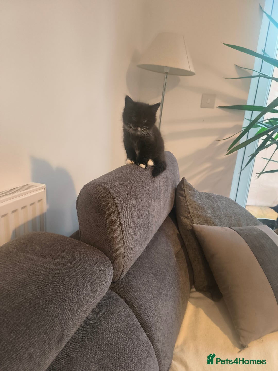 British Shorthair cats for sale: British short and long hair - Advert 2