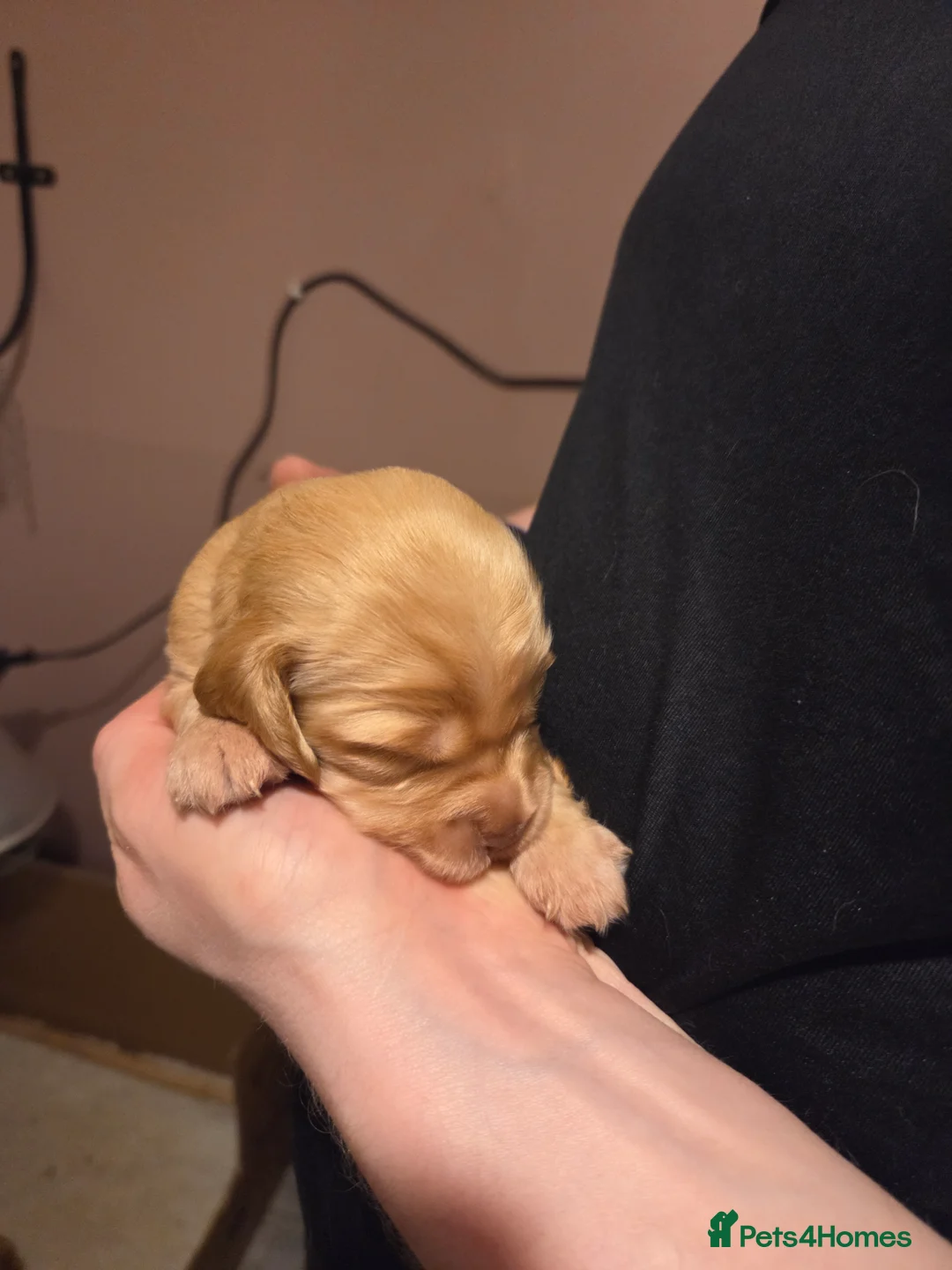 Cocker Spaniel dogs for sale: 8 Beautiful KC Reg Cocker Spaniel Puppies - Advert 19