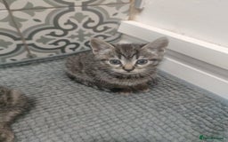 Mixed Breed cats for sale: Kittens looking for home  - Advert 2