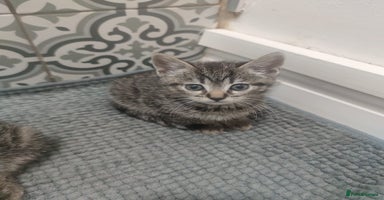 Mixed Breed cats Kittens looking for home  - Advert 8