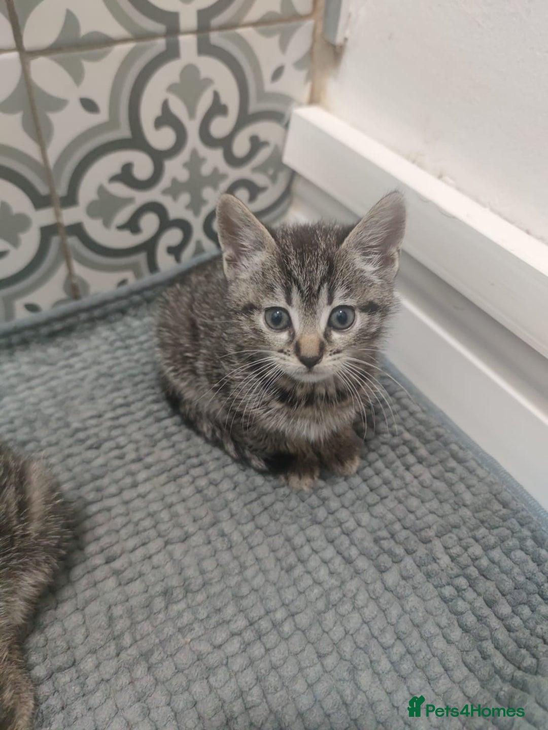 Mixed Breed cats for sale: Kittens looking for home  - Advert 2