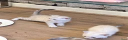 Bengal cats for sale: Snow/Leopard Bengal Kittens- Last One Left - Ready - Advert 14