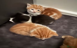 Domestic Shorthair cats for sale: Three Male kittens 🐱  - Image 7