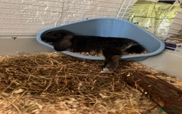 Mini Lop rabbits for sale: Mj the rabbit  - Image 5