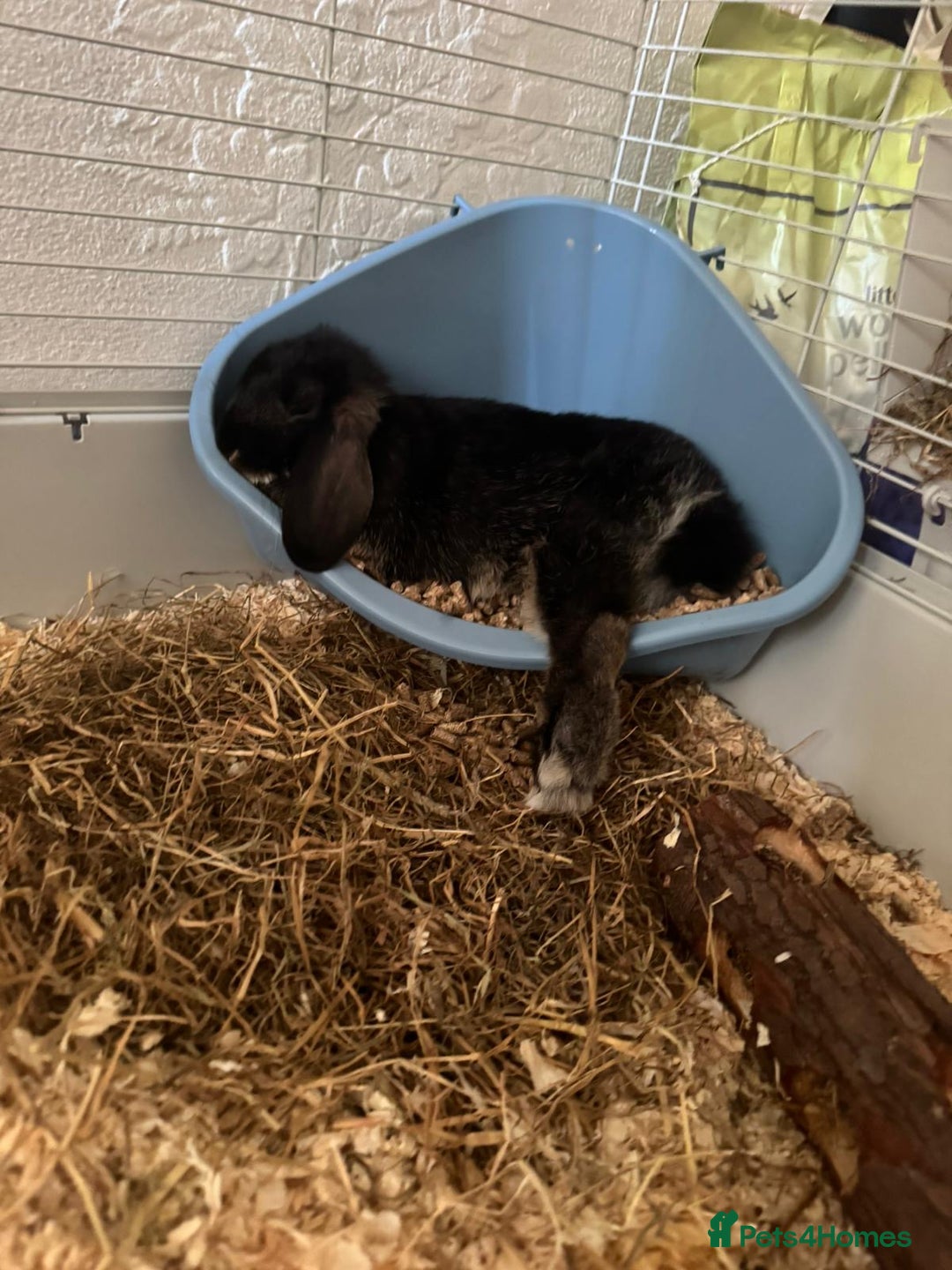 Mini Lop rabbits for sale: Mj the rabbit  - Image 5