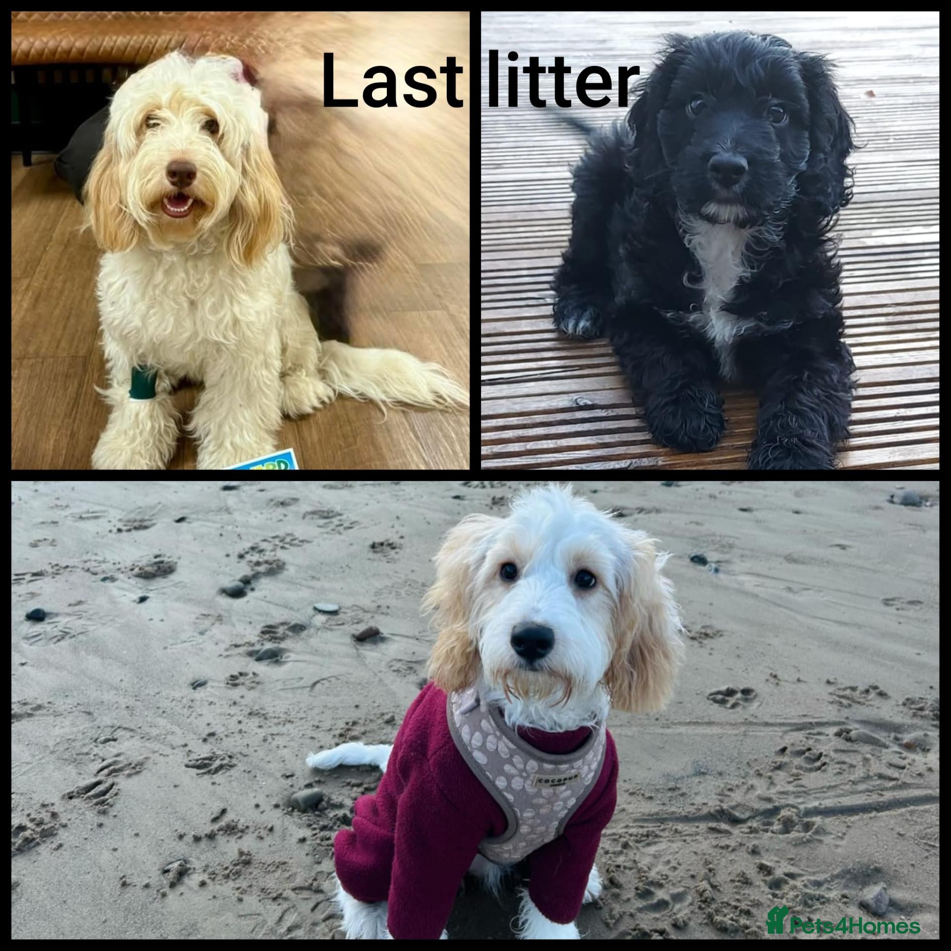 Cockapoo dogs ✨️ F1 COCKAPOO PUPPIES ✨️ - Advert 2