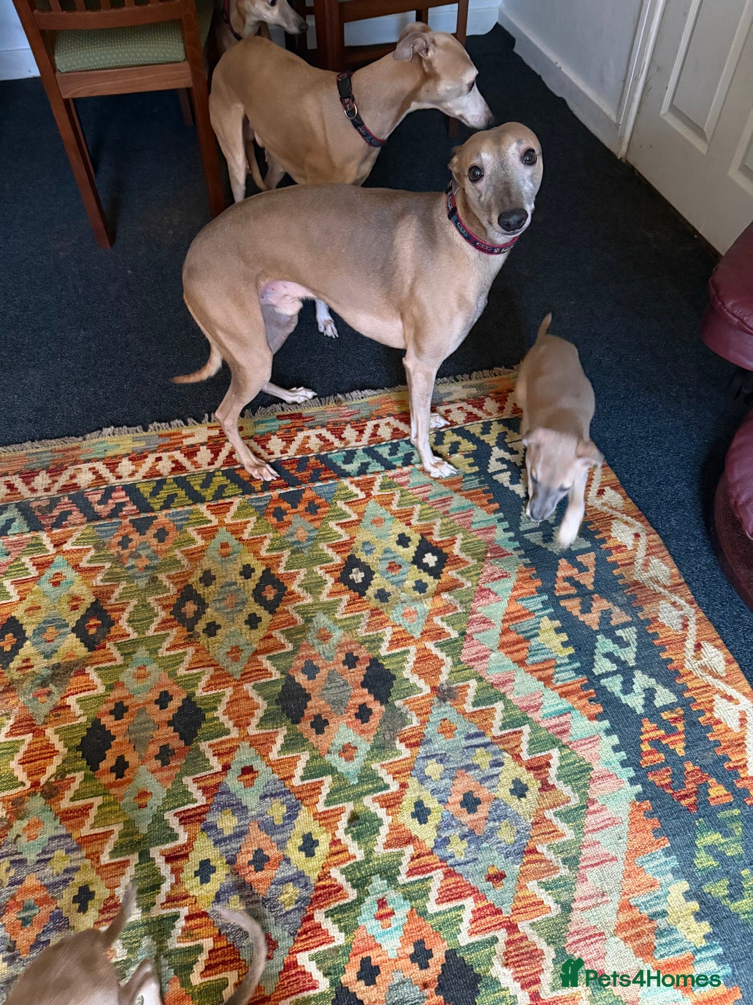 Whippet dogs for sale: Whippets for sale - Advert 6