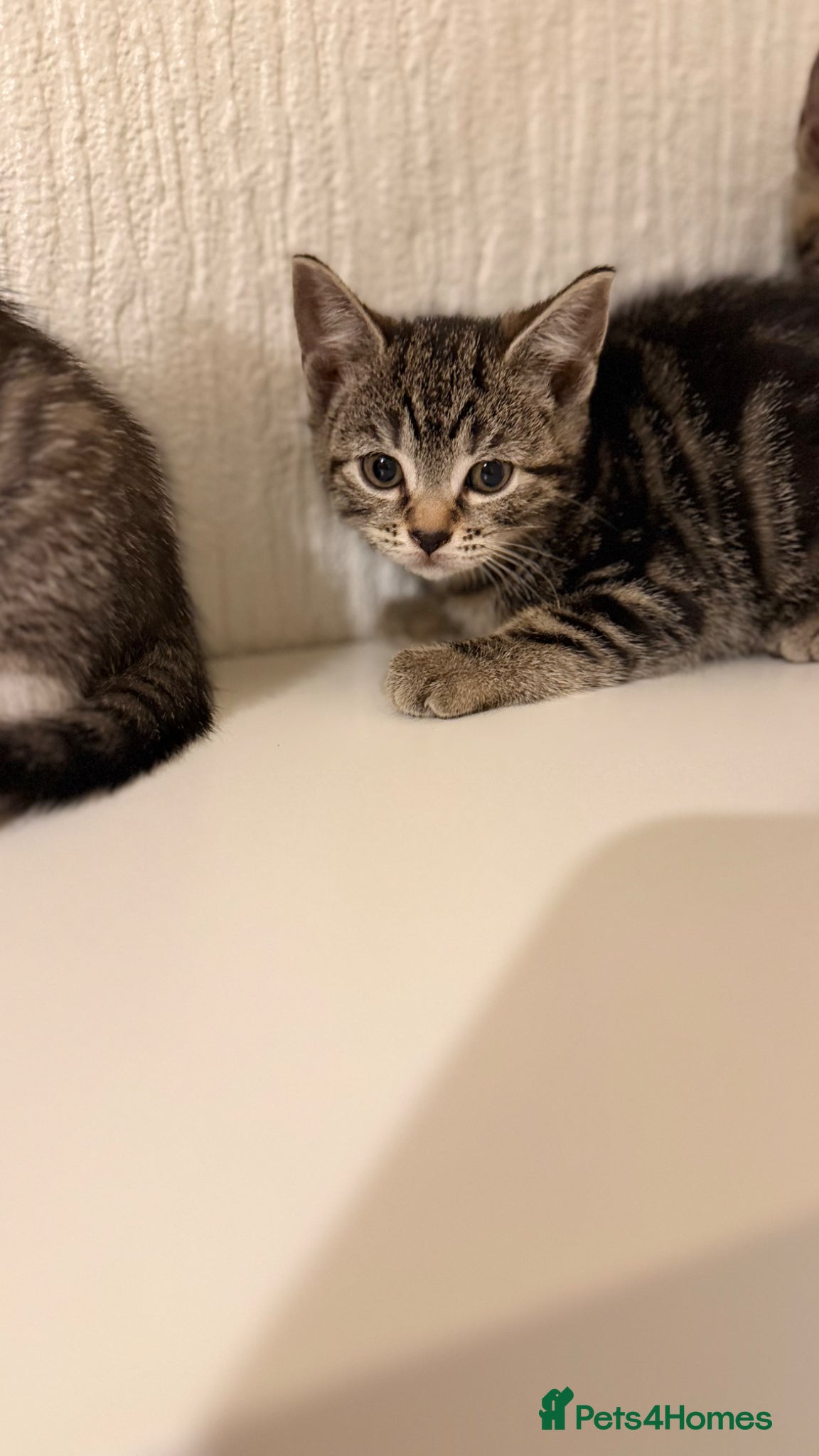 Mixed Breed cats Bsh cross kittens  - Advert 9