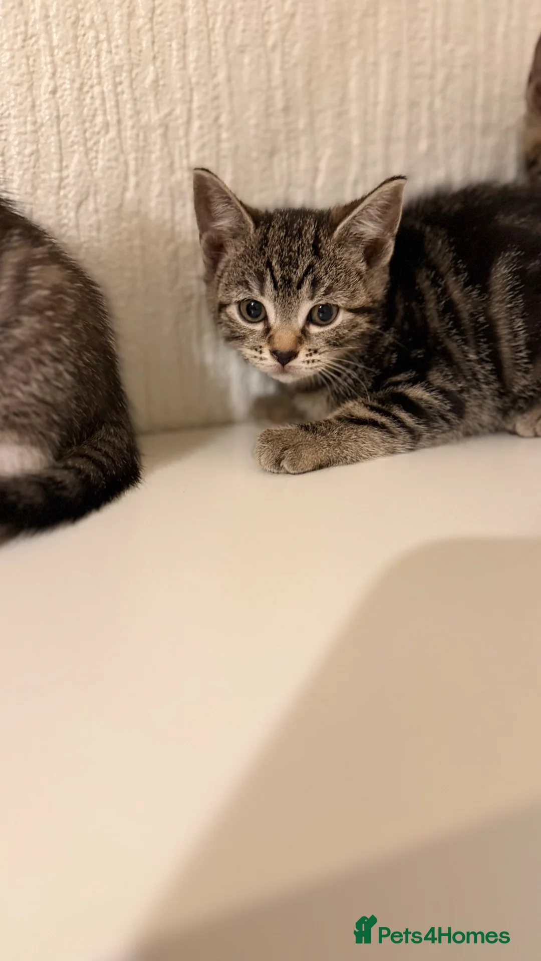 Mixed Breed cats for sale: Bsh cross kittens  - Advert 1