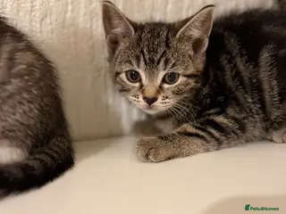 Mixed Breed cats Bsh cross kittens - Advert 9