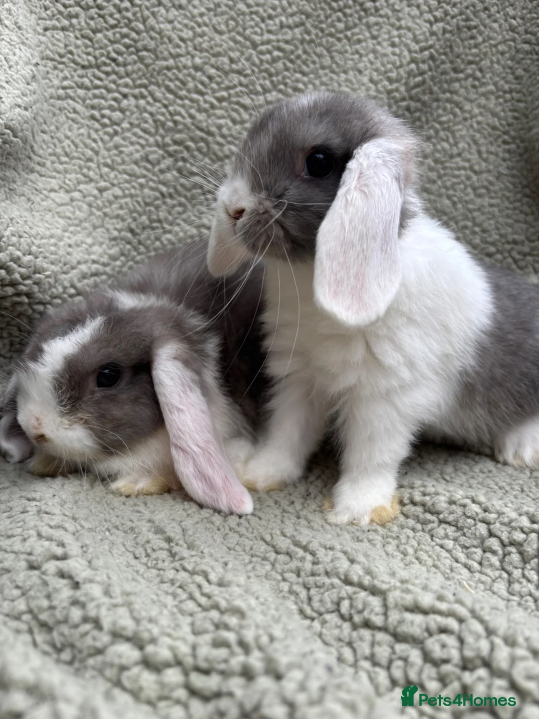 Mini Lop rabbits for sale: 2 Male mini lops looking for their forever homes  - Advert 3
