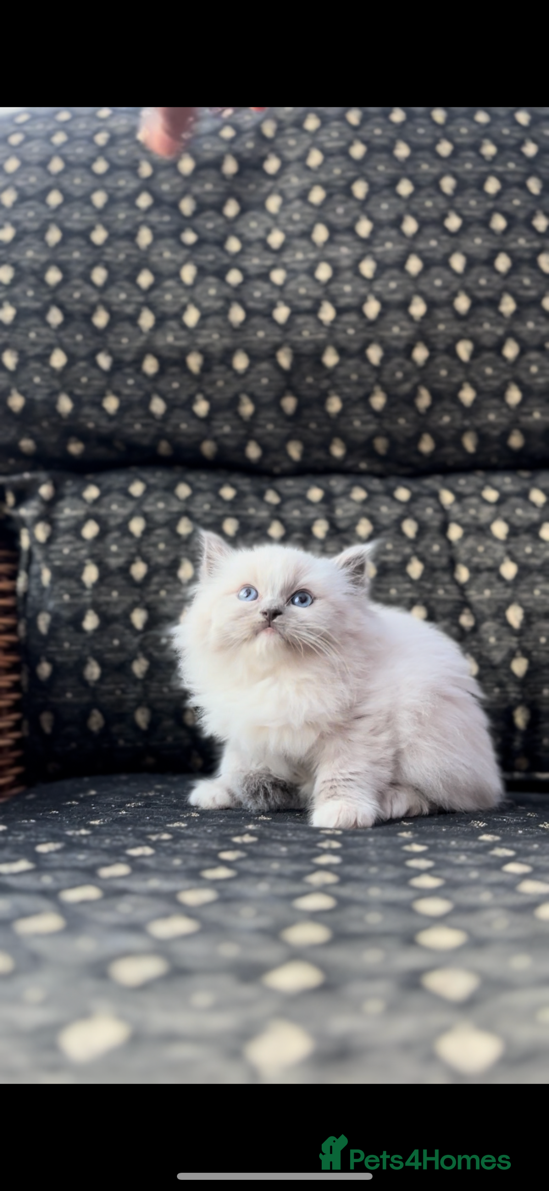 Ragdoll cats for sale: 🌟TICA🌟Champion Ragdoll🏆🏆🏆 - Advert 6