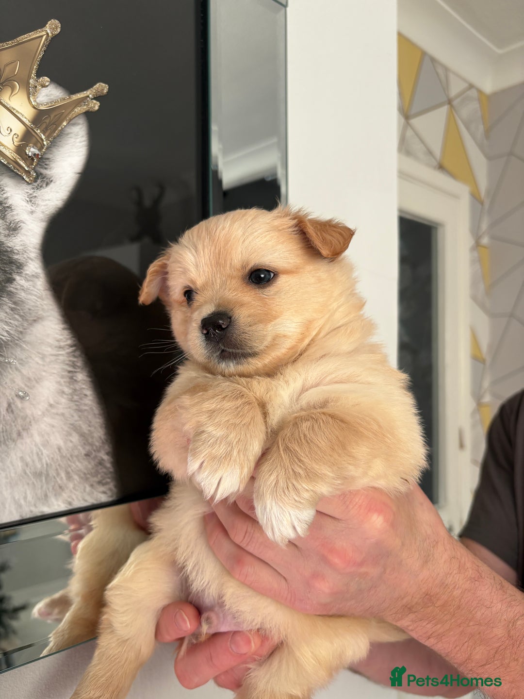 Mixed Breed dogs for sale: Italian volpino x deer head chihuahua puppies  - Advert 7