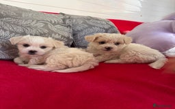 Bichon Frise dogs for sale: 🤍 3 female and 5 male are looking for a family.  - Image 5