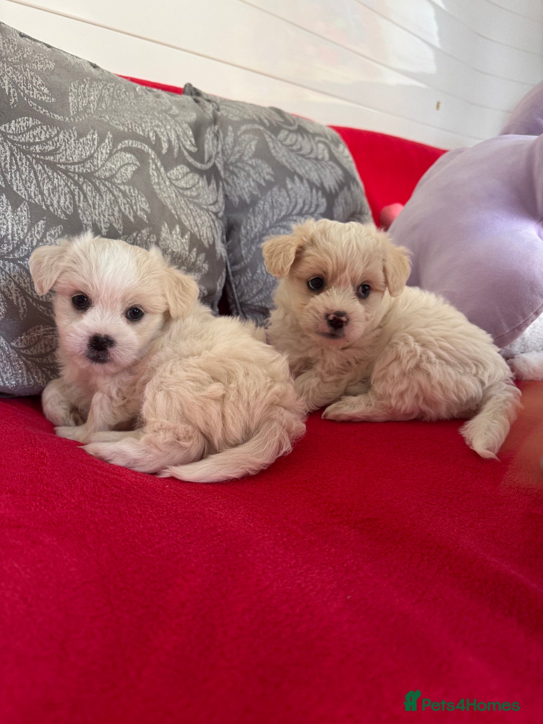 Bichon Frise dogs for sale: 🤍 3 female and 5 male are looking for a family.  - Image 5