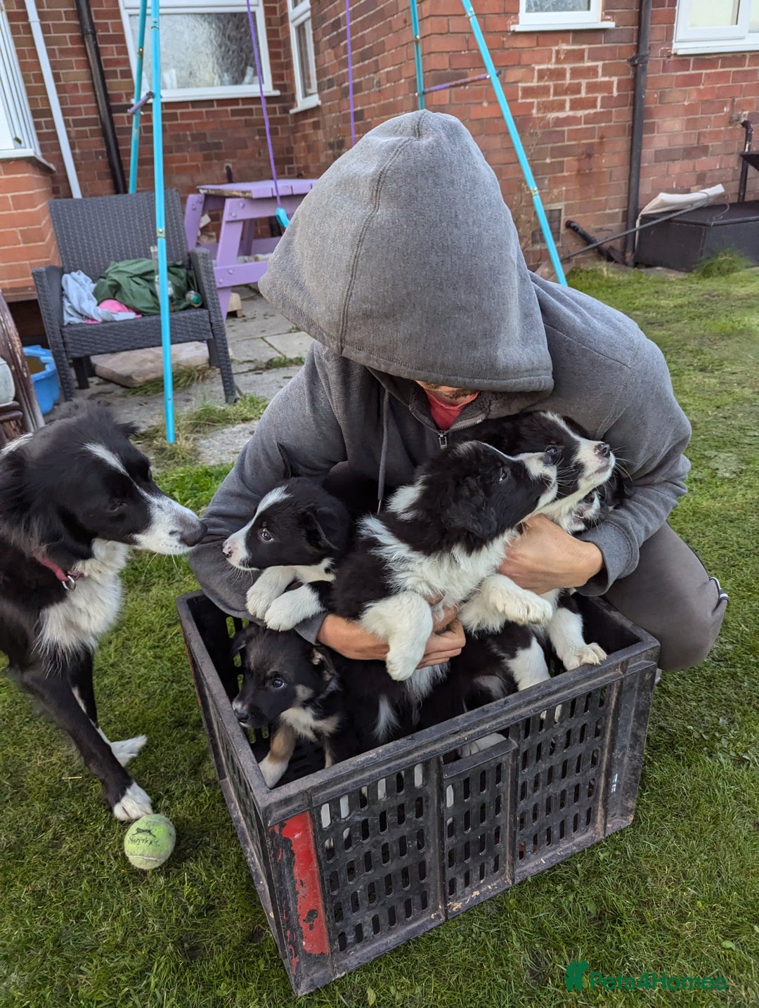 Border Collie dogs for sale: 5 Beautiful Working Border Collie Pups - Image 8