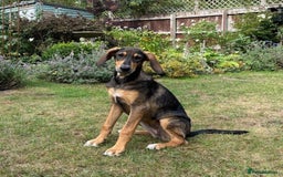 Mixed Breed dogs for adoption: Poppy (Hound/Shepherd mix) - Image 1