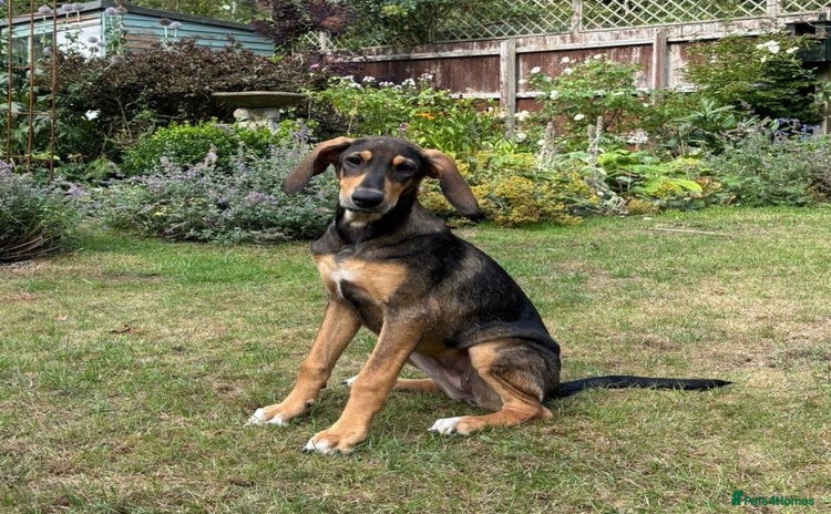 Mixed Breed dogs - Advert 2