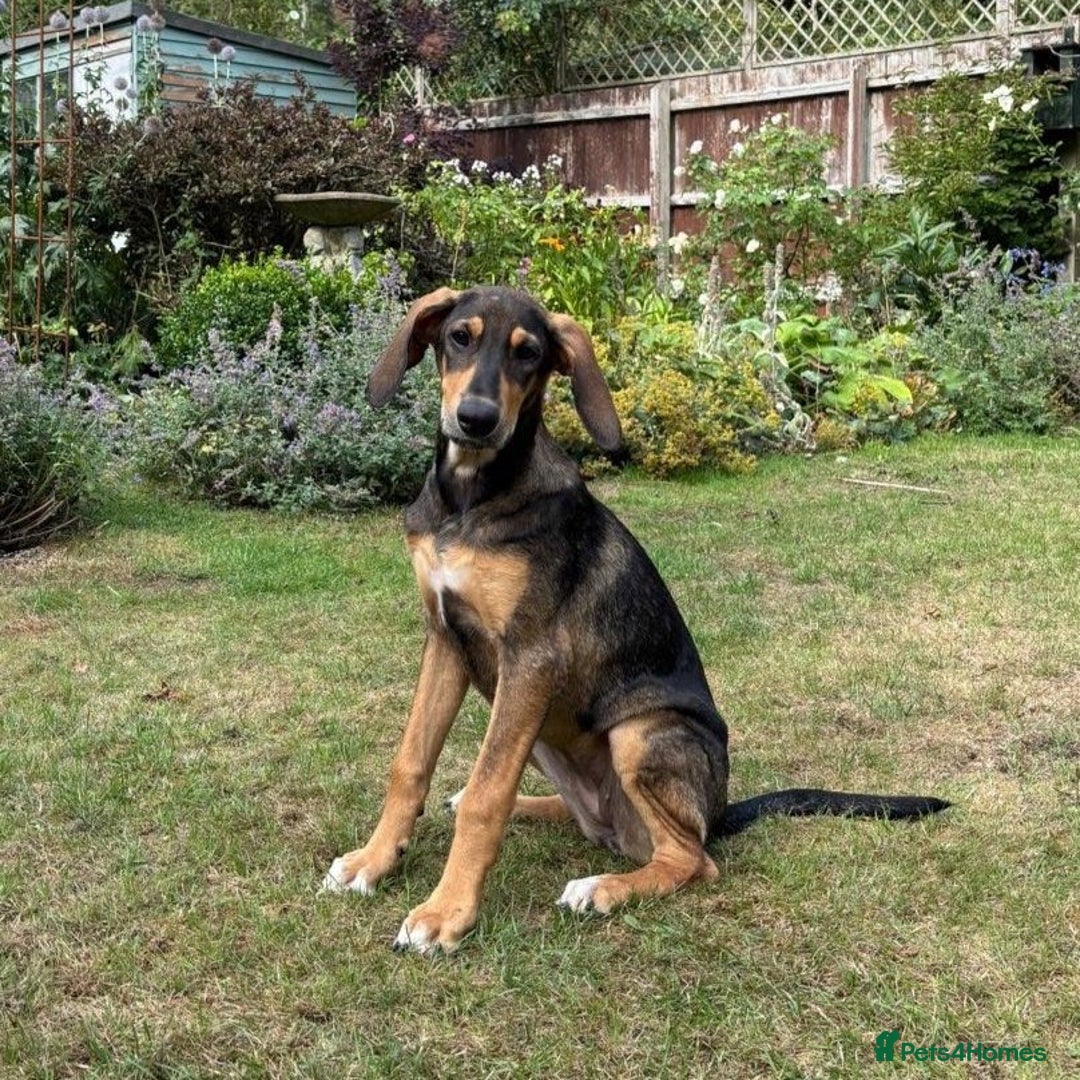Mixed Breed dogs for adoption: Poppy (Hound/Shepherd mix) - Image 1