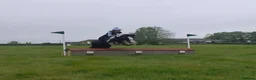 Riding pony horses for sale: Tommy Perfect 2nd pony Pony club pony in Rochester - Advert 4
