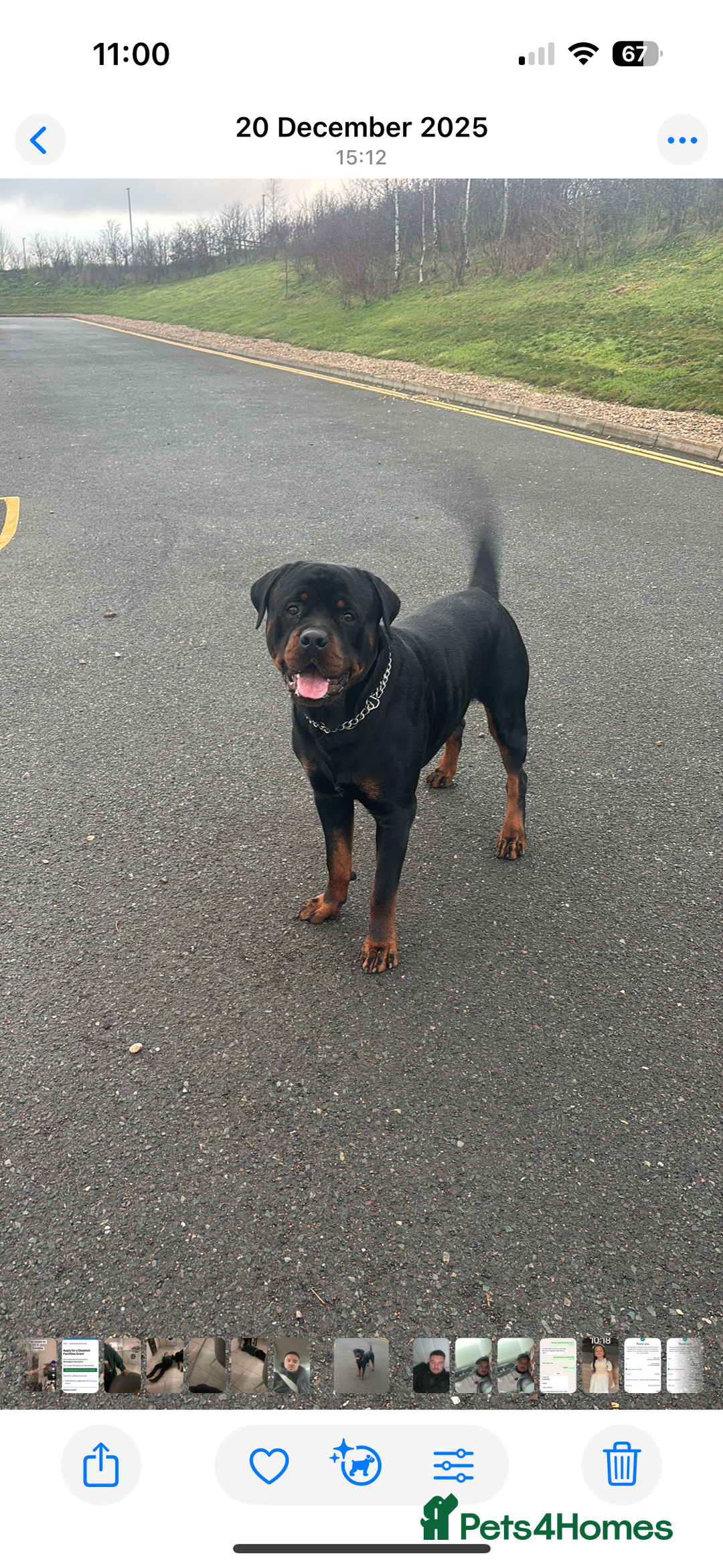 Rottweiler dogs for sale: Bear 2 year old Rottweiler  - Advert 10