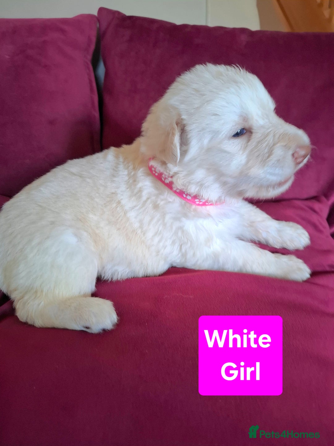 German Shepherd dogs for sale: K.C German Shepherd puppies - Image 6