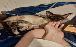 Savannah cats for sale: Playful Savannah F5 Mix Kittens for Loving Homes - Image 33