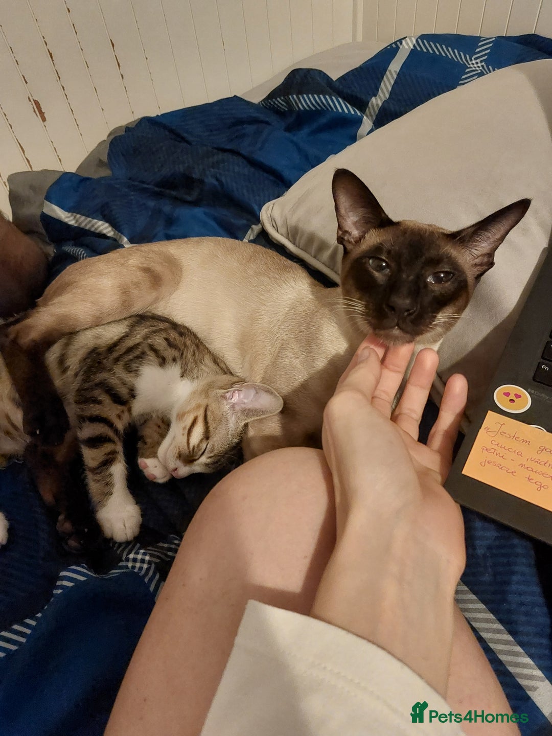 Savannah cats for sale: Playful Savannah F5 Mix Kittens for Loving Homes - Image 33
