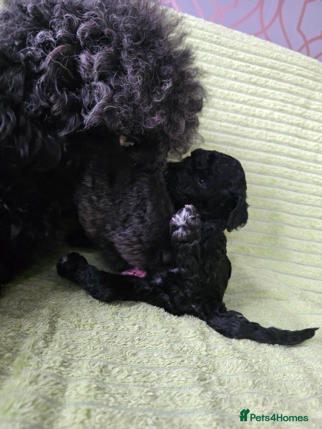 Standard Poodle dogs for sale: KC registered Standard Poodles! - Advert 10