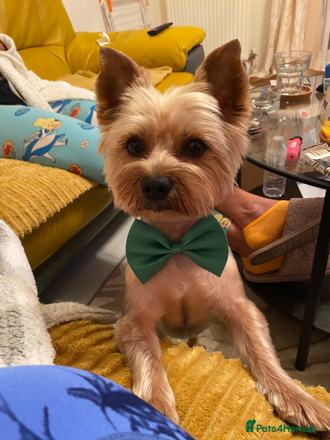Yorkshire Terrier dogs for stud: Billy Boy  - Image 17